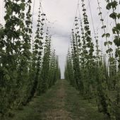 Wolfe Island Hopyard Ltd